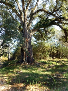 Tree on Magee property